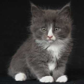 Aïko de la Cocoonerie Mâle Maine coon