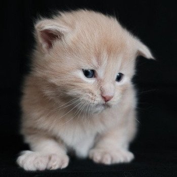 Achille de la Cocoonerie Mâle Maine coon