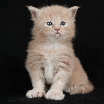 Achille PP de la Cocoonerie Mâle Maine coon