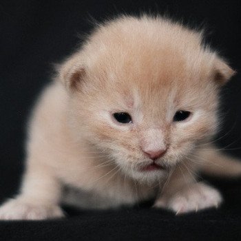 Ary de la Cocoonerie Mâle Maine coon
