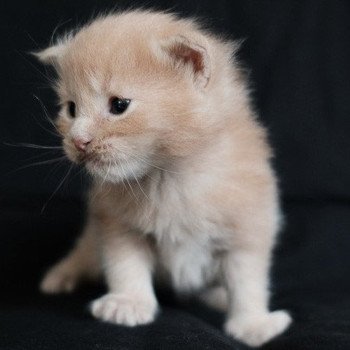 Ary de la Cocoonerie Mâle Maine coon