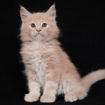 Ary de la Cocoonerie Mâle Maine coon