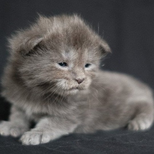 Aglaé de la Cocoonerie Femelle Maine coon