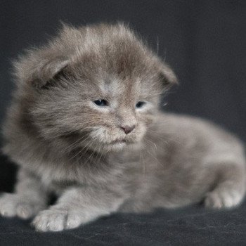 Aglaé de la Cocoonerie Femelle Maine coon