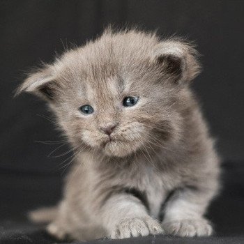 Aglaé de la Cocoonerie Femelle Maine coon