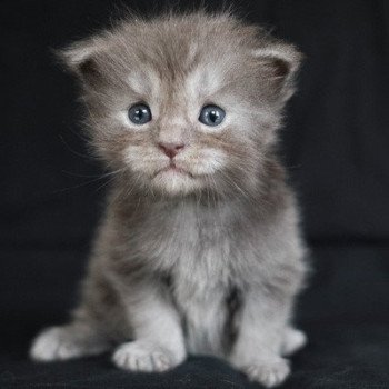 Anakin de la Cocoonerie Mâle Maine coon