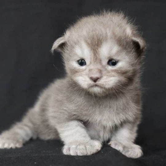 Artemis de la Cocoonerie Femelle Maine coon