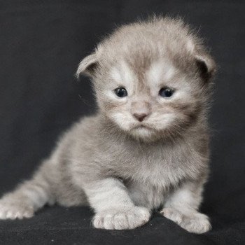 Artemis de la Cocoonerie Femelle Maine coon