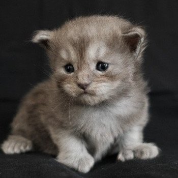 Artemis de la Cocoonerie Femelle Maine coon