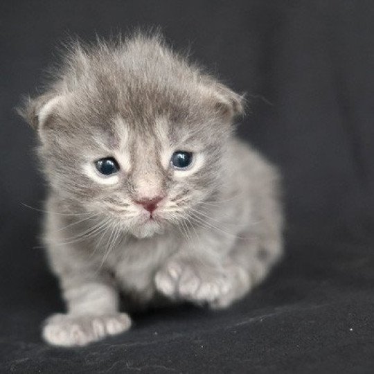 Athena de la Cocoonerie Femelle Maine coon