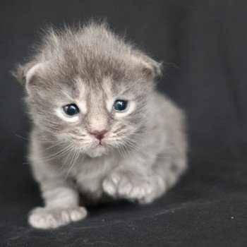 Athena de la Cocoonerie Femelle Maine coon