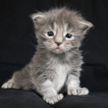 Athena de la Cocoonerie Femelle Maine coon