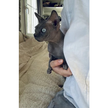 Chatterie des sphynx d’orges