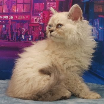 Séléné Femelle Selkirk Rex Longhair