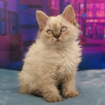 Spartacus Mâle Selkirk Rex Longhair