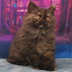 Sunga Femelle Selkirk Rex Longhair Sunga Femelle Selkirk Rex Longhair