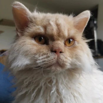 Maneki Neko Selkirk Rex