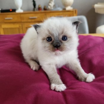 upsa Mâle Ragdoll