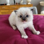upsa Mâle Ragdoll upsa Mâle Ragdoll