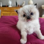 ubert Mâle Ragdoll ubert Mâle Ragdoll