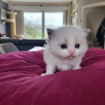 ulysse Mâle Ragdoll ulysse Mâle Ragdoll
