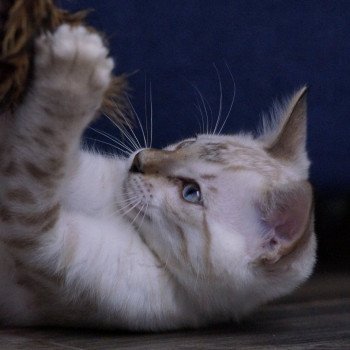Uranus d'Atomic Sky Mâle Bengal