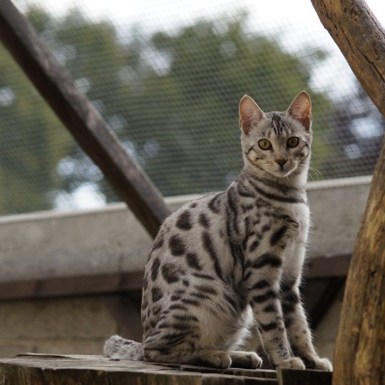 chat Bengal silver spotted / rosettes Utopie Chatterie d'Atomic Sky silver spotted / rosettes