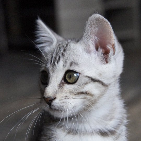 chaton Bengal black silver spotted / rosettes Utopie Chatterie d'Atomic Sky silver spotted / rosettes
