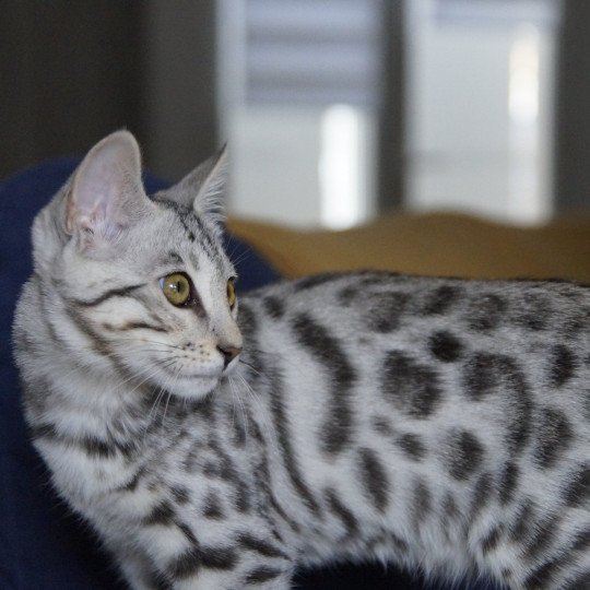 chaton Bengal black silver spotted / rosettes Utopie Chatterie d'Atomic Sky silver spotted / rosettes