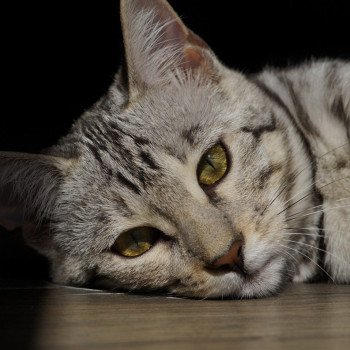 Utopie d'Atomic Sky Femelle Bengal