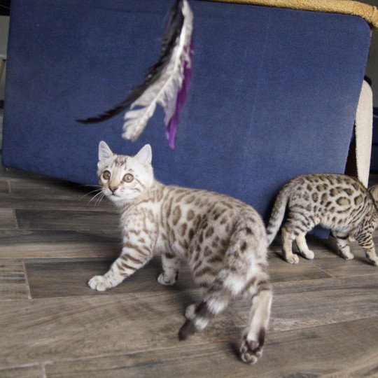 chaton Bengal seal spotted / rosettes mink Astro Chatterie d'Atomic Sky seal spotted / rosettes mink