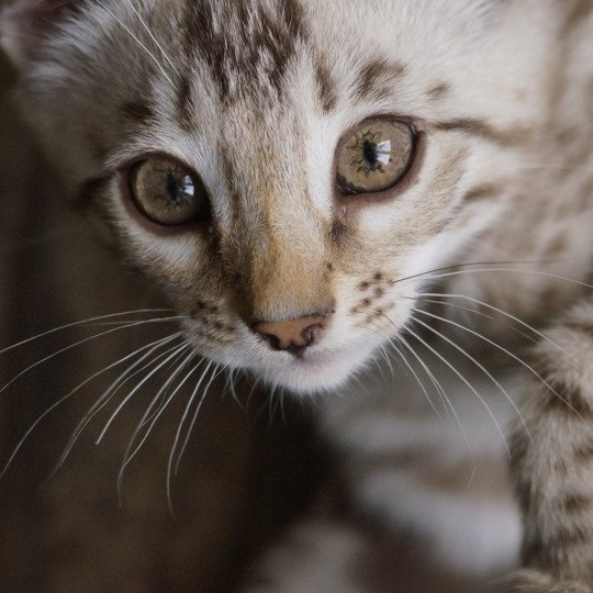 chaton Bengal seal spotted / rosettes mink Astro Chatterie d'Atomic Sky seal spotted / rosettes mink