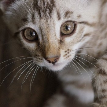 Astro d'Atomic Sky Mâle Bengal