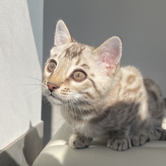 chaton Bengal seal spotted / rosettes mink Astro Chatterie d'Atomic Sky seal spotted / rosettes mink