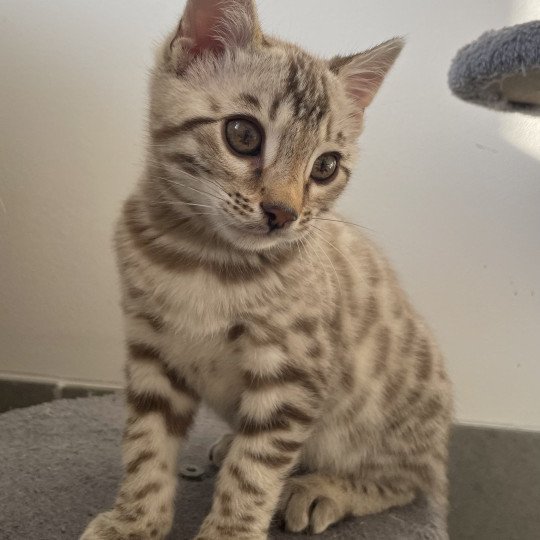 chaton Bengal seal spotted / rosettes mink Astro Chatterie d'Atomic Sky seal spotted / rosettes mink
