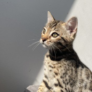 Azazel d'Atomic Sky Mâle Bengal
