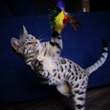 Soyouz d'Atomic Sky Femelle Bengal