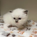 Shakira Femelle Ragdoll Shakira Femelle Ragdoll