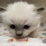 Sonic Mâle Ragdoll Sonic Mâle Ragdoll