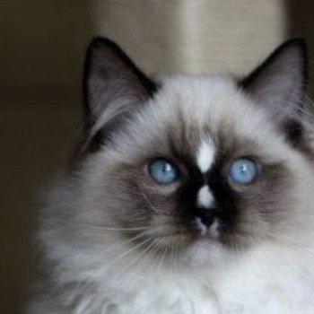 Chatterie Ragdollfamily