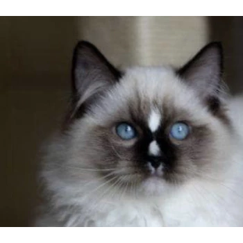 Chatterie Ragdollfamily