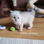 Collier orange Mâle Ragdoll Collier orange Mâle Ragdoll