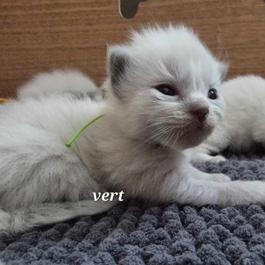chaton Ragdoll Chatterie de Syruzye  