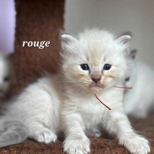 chaton Ragdoll Chatterie de Syruzye  