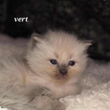 3e chaton (Portée Thalya ❤ TIMBA 2025) - Mâle collier vert Mâle Ragdoll