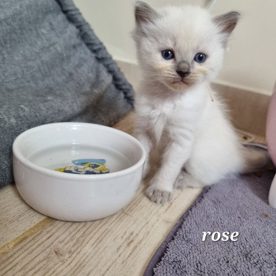 chaton Ragdoll Chatterie de Syruzye  