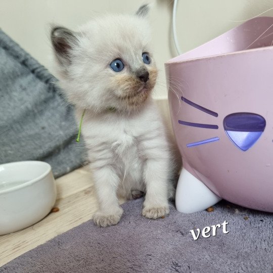 chaton Ragdoll Chatterie de Syruzye  