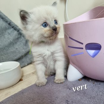 3e chaton (Portée Thalya ❤ TIMBA 2025) - Mâle collier vert Mâle Ragdoll