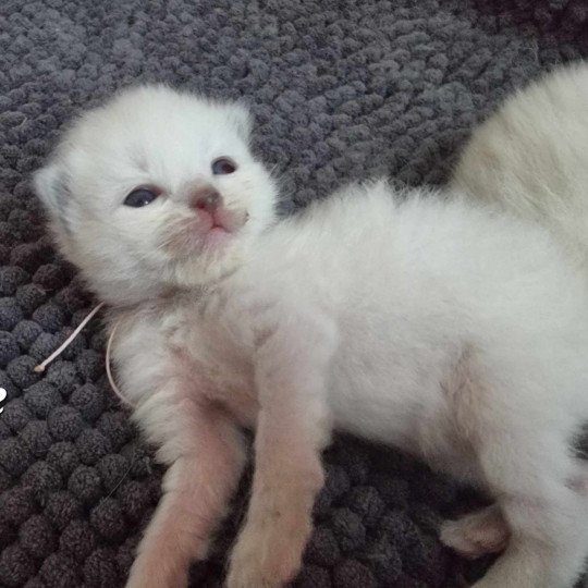 chaton Ragdoll Chatterie de Syruzye blue point