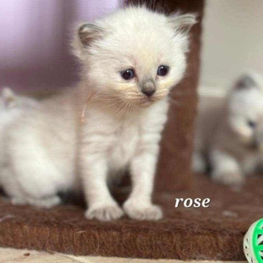 chaton Ragdoll blue point Arya Chatterie de Syruzye blue point
